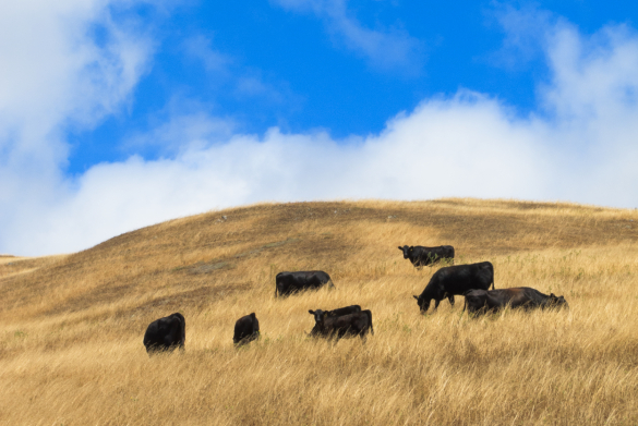 Stringent Ingredient Sourcing - sub banner